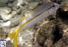 Gelbe Meerbarbe (Yellow Goatfish, Mulloidichthys martinicus)