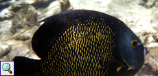 Franzosen-Kaiserfisch (French Angelfish, Pomacanthus paru)