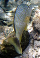 Blaustreifen-Grunzer (Bluestriped Grunt, Haemulon sciurus)