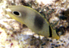 Vieraugen-Falterfisch (Foureye Butterflyfish, Chaetodon capistratus)