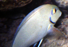 Ozean-Doktorfisch (Ocean Surgeon, Acanthurus bahianus)