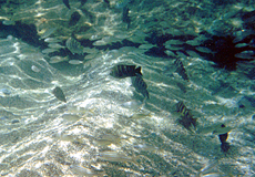 Fische über einer Sandbank bei Black Rock, Tobago