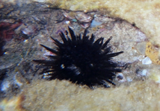 Seeigel (Sea Urchin)