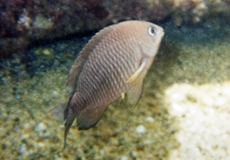 Brauner Chromis (Brown Chromis, Chromis multilineata)