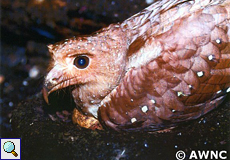 Fettschwalm (Oilbird, Steatornis caripensis)