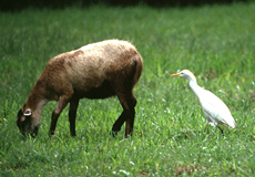Kuhreiher (Cattle Egret, Bubulcus ibis)