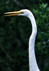 Silberreiher (Great Egret, Ardea alba)