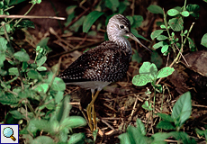 Großer Gelbschenkel (Greater Yellowlegs, Tringa melanoleuca)