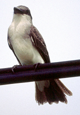Grautyrann (Grey Kingbird, Tyrannus dominicensis)