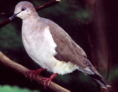 Blauringtaube (White-tipped Dove, Leptotila verreauxi)