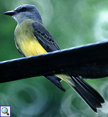 Trauerkönigstyrann (Tropical Kingbird, Tyrannus melancholicus)