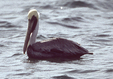 Braunpelikan (Brown Pelican, Pelecanus occidentalis) im Schlichtkleid
