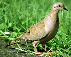 Ohrflecktaube (Eared Dove, Zenaida auriculata rubripes)