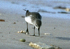 Sanderling (Sanderling, Calidris alba)