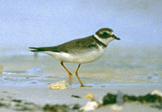 Sandregenpfeifer (Ringed Plover, Charadrius hiaticula)