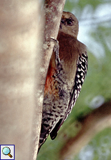 Weiblicher Rotkappenspecht (Red-crowned Woodpecker, Melanerpes rubricapillus)