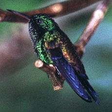 Kupferbürzelamazilie (Copper-rumped Hummingbird, Amazilia tobaci)