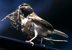 Weibliches Jamaikagimpeltangare (Black-faced Grassquit, Melanospiza bicolor)