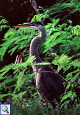 Kanadareiher (Great Blue Heron, Ardea herodias)