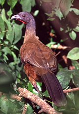 Rotschwanzguan (Rufous-vented Chachalaca, Ortalis ruficauda), Tobagos Nationalvogel