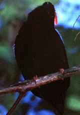 Männlicher Prachtpipra (Blue-backed Manakin, Chiroxiphia pareola)