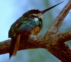 Männlicher Rotschwanz-Glanzvogel (Rufous-tailed Jacamar, Galbula ruficauda)