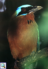 Trinidadmotmot (Trinidad Motmot, Momotus bahamensis)