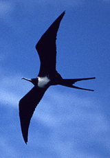 Weiblicher Prachtfregattvogel (Magnificent Fregatebird, Fregata magnificens)