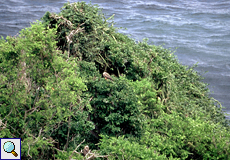 Rotfußtölpel (Red-footed Booby, Sula sula)