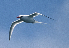 Rotschnabel-Tropikvogel (Red-billed Tropicbird, Phaethon aethereus)