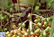 Palmentangare (Palm Tanager, Tangara palmarum)