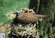 Brütendes Rosttäubchen (Ruddy Ground Dove, Columbina talpacoti)