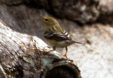 Streifenwaldsänger (Blackpoll Warbler, Setophaga striata)