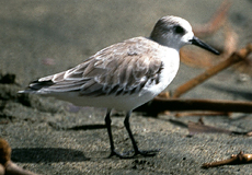 Sanderling (Sanderling, Calidris alba)