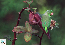 Grünbürzel-Sperlingspapagei (Green-rumped Parrotlet, Forpus passerinus)