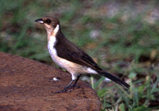 Jugendliche Schwarzohrtangare (Masked Cardinal, Paroaria nigrogenis)