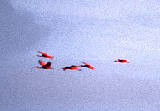 Scharlachsichler (Scarlet Ibis, Eudocimus ruber), Trinidads Nationalvogel