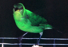 Weiblicher Kappennaschvogel (Green Honeycreeper, Chlorophanes spiza spiza)