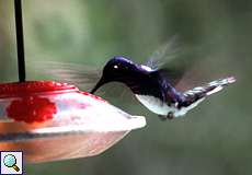 Männlicher Weißnackenkolibri (White-necked Jacobin, Florisuga mellivora)