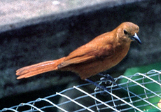 Weibliche Schwarztangare (White-lined Tanager, Tachyphonus rufus)