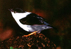 Männlicher Säbelpipra (White-bearded Manakin, Manacus manacus)