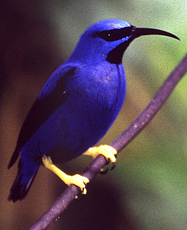 Männlicher Purpurnaschvogel (Purple Honeycreeper, Cyanerpes caeruleus longirostris)