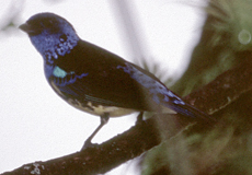 Türkistangare (Turquoise Tanager, Tangara mexicana)