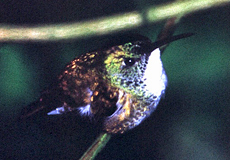 Schneebrust-Amazilie (White-chested Emerald, Amazilia brevirostris)