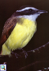 Schwefelmaskentyrann oder Bentevi (Great Kiskadee, Pitangus sulphuratus)