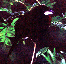 Männliche Silberschnabeltangare oder Purpurtangare (Silver-beaked Tanager, Ramphocelus carbo)