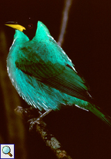 Männlicher Kappennaschvogel (Green Honeycreeper, Chlorophanes spiza spiza)