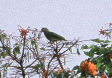 Venezuelaamazone (Orange-winged Amazon, Amazona amazonica tobagensis)