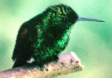 Blaukinnelfe (Blue-chinned Sapphire, Chlorestes notatus)