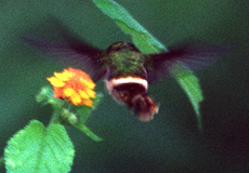 Weibliche Schmuckelfe (Tufted Coquette, Lophornis ornatus)